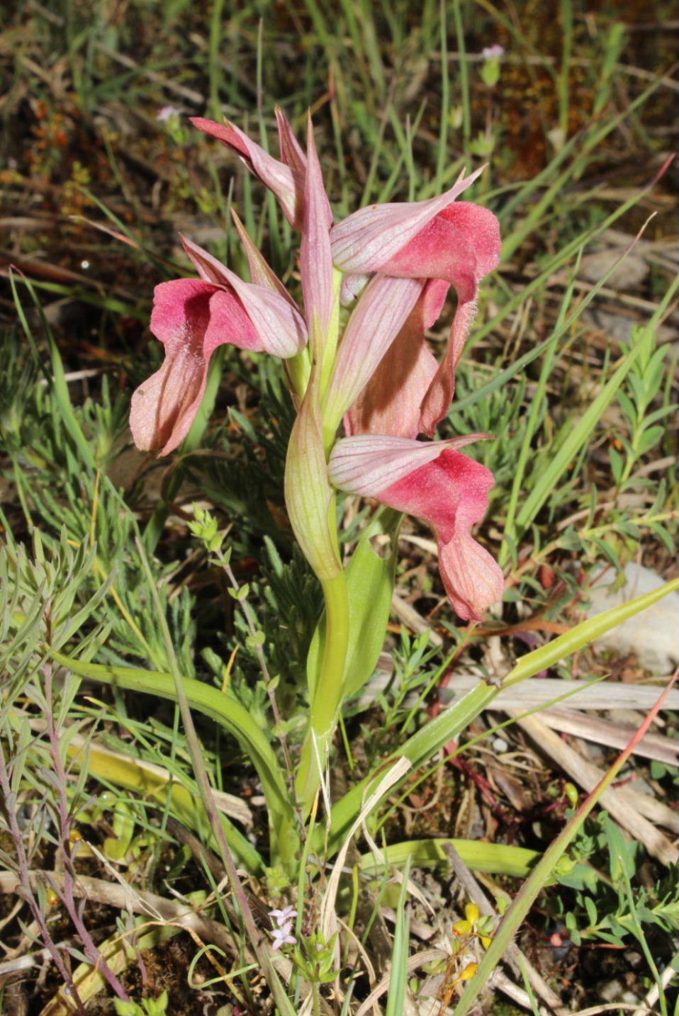 Per Orchidee lungo la piana del fiume Magra (SP)